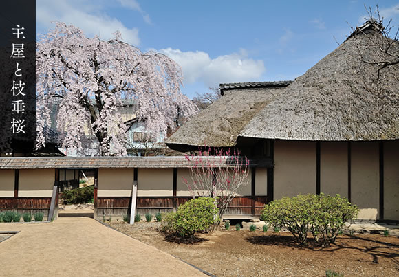 主屋と枝垂桜