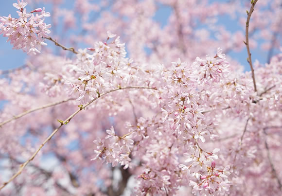 桜