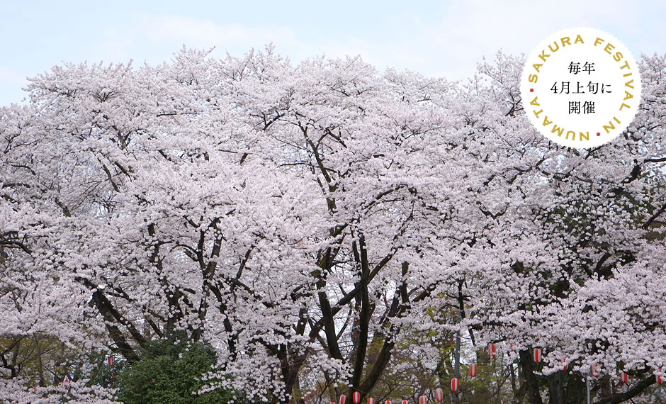 沼田公園桜まつり
